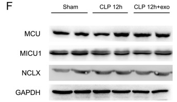 GAPDH Antibody - Fig.