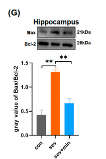 Bcl-2 Antibody - Figure 4 Minocycline suppresses the hippocampal apoptosis induced by sevoflurane: (A) TUNEL detection of neuronal apoptosis.