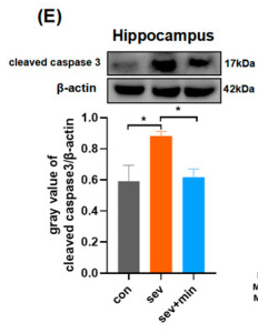 beta Actin Antibody - Figure 4 Minocycline suppresses the hippocampal apoptosis induced by sevoflurane: (A) TUNEL detection of neuronal apoptosis.