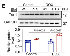 GAPDH Antibody - FIGURE 1 PTS treatment prevents DOX-induced hepatotoxicity.
