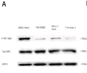 GAPDH Antibody - Fig.