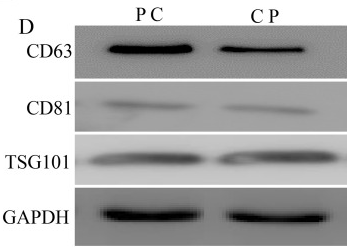 GAPDH Antibody - Figure 1.