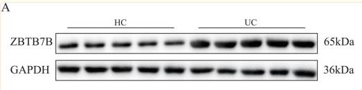 GAPDH Antibody - Fig.