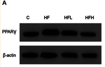 beta Actin Antibody - Figure 2 Effect of papaya juice administration on PPARγ expression in the epididymal adipose tissue in HF diet-induced obese rats.