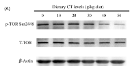 mTOR Antibody - Fig.