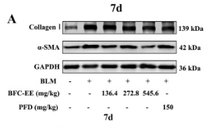 GAPDH Antibody - Fig.