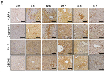 GSDMD Antibody - Figure 1.