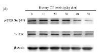 Phospho-mTOR (Ser2448) Antibody - Fig.