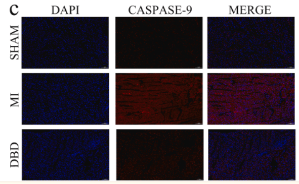 Caspase 9 Antibody - Fig.