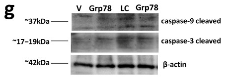 Caspase 9 Antibody - Figure 4 Exogenous GRP78 blocks the pro-apoptotic GRP78/eIF2α/CHOP/caspase-3,9 signaling pathway of the UPR in nigral tissue in a rat model of Parkinson’s disease.