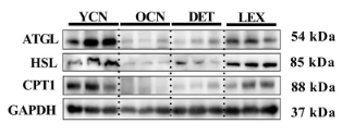 GAPDH Antibody - FIGURE 4 Expression of mitochondrial function-, SAsp-, and lipolysis-related proteins in the perirenal fat,liver and quadriceps femorisof aging rats.