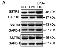 GAPDH Antibody - Figure 2.