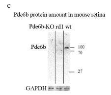 GAPDH Antibody - Figure 1.