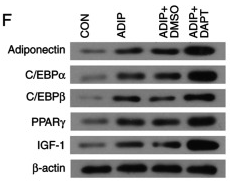 beta Actin Antibody - Figure 3.