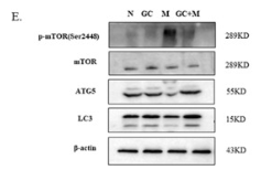 beta Actin Antibody - Fig.