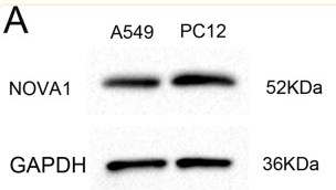 GAPDH Antibody - Fig.