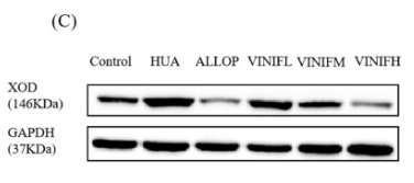 GAPDH Antibody - Fig.