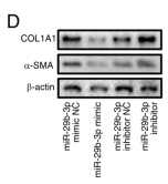 beta Actin Antibody - Figure 1 miR-29b-3p upregulation inhibits hepatic stellate cell development in vitro.
