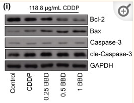 Bcl-2 Antibody - Figure 3.