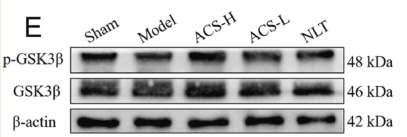 Phospho-GSK3 beta (Ser9) Antibody - Fig.