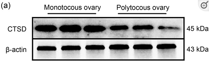 beta Actin Antibody - Fig.