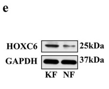 GAPDH Antibody - Figure 2.