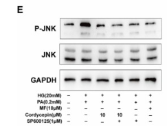 GAPDH Antibody - Fig.