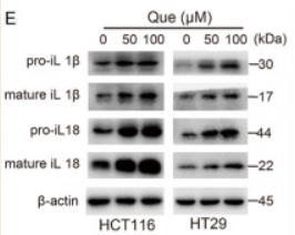 IL18 Antibody - Figure 2 Que induces pyroptosis in colon cancer cells.