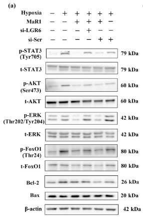 beta Actin Antibody - FIGURE 7 Maresin 1 regulates PASMC through decreased phosphorylation of STAT3, AKT, ERK and FoxO1 involving LGR6.
