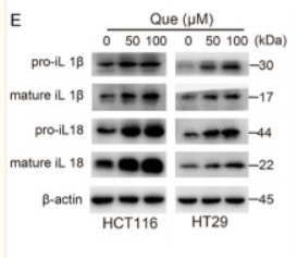 IL1 beta Antibody - Figure 2 Que induces pyroptosis in colon cancer cells.