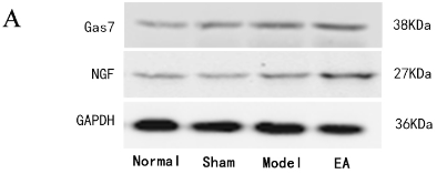 GAPDH Antibody - Fig.