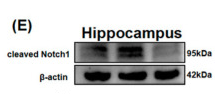 Cleaved-Notch 1 (Val1744) Antibody - Figure 6 Minocycline alleviates sevoflurane-induced neuroinflammation via Notch signaling suppression: (A) Cell immunofluorescence was performed to assess Notch signaling-associated proteins in BV2 cells of each group.