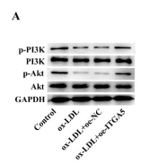 PI3K p85 alpha Antibody - Figure 3.