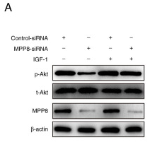 Phospho-AKT1/2/3 (Ser473) Antibody - Figure 3.