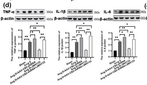 IL6 Antibody - Figure 1 JWH133 (2 mg/kg, 28 days) activated the CB2 receptor on microglia to inhibit AngII-induced hypertension by suppressing glycolytic enzymes and proinflammatory cytokines in the PVN.