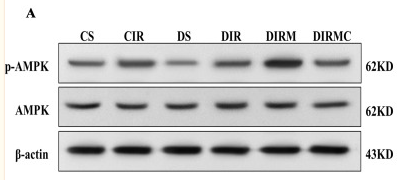 AMPK alpha Antibody - Fig.