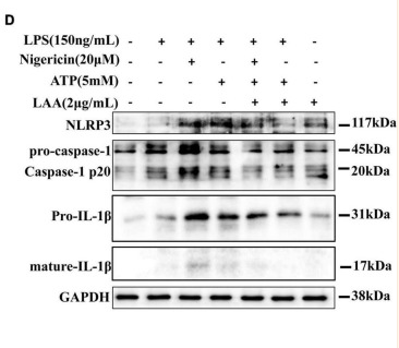 IL1 beta Antibody - FIGURE 6 Licochalcone A reduced S.
