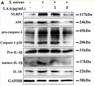 IL18 Antibody - FIGURE 6 Licochalcone A reduced S.