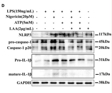 NLRP3 Antibody - FIGURE 6 Licochalcone A reduced S.