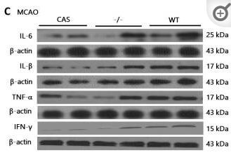 IL6 Antibody - Figure 3.