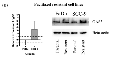 beta Actin Antibody - FIGURE 5 Expressions of OAS2 and OAS3 genes at the mRNA level in PTX-resistant and parental SCC-9 cells (A).