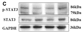 STAT3 Antibody - Figure 3 tBHQ alleviates the inflammatory response induced by T-2.