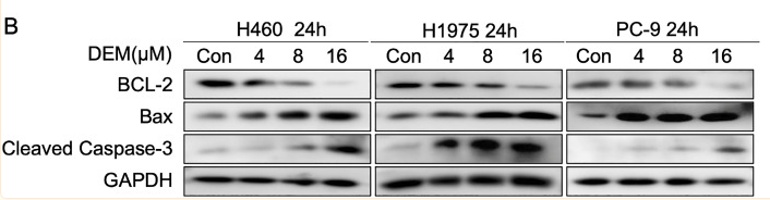 GAPDH Antibody - Fig.