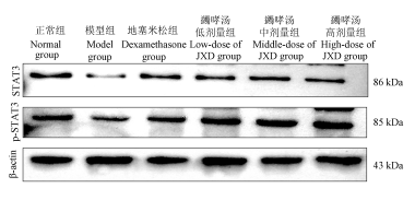 STAT3 Antibody - Figure 4 STAT3 and P-STAT3 protein expression levels in lung tissues of mice in each group.
