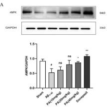 AMPK alpha Antibody - Fig.