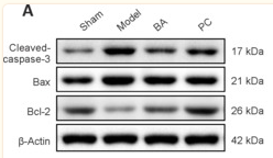 Bcl-2 Antibody - Figure 7 BA inhibits apoptosis and oxidative stress and promotes autophagy in the spinal cord tissue of SCI rats.