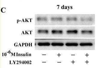 Phospho-AKT1/2/3 (Ser473) Antibody - Fig.