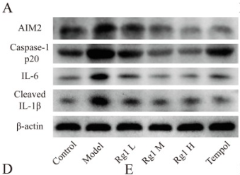 IL6 Antibody - Fig.