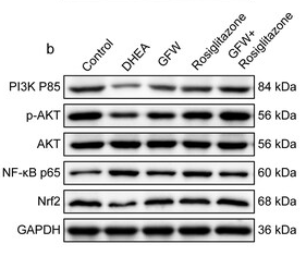 PI3K p85 alpha Antibody - Figure 9.