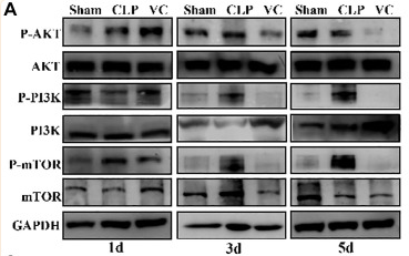 PI3K p85 alpha Antibody - Figure 6 High-dose VC inhibited the PI3K/AKT/mTOR signaling pathway in CLP-Induced sepsis rats.
